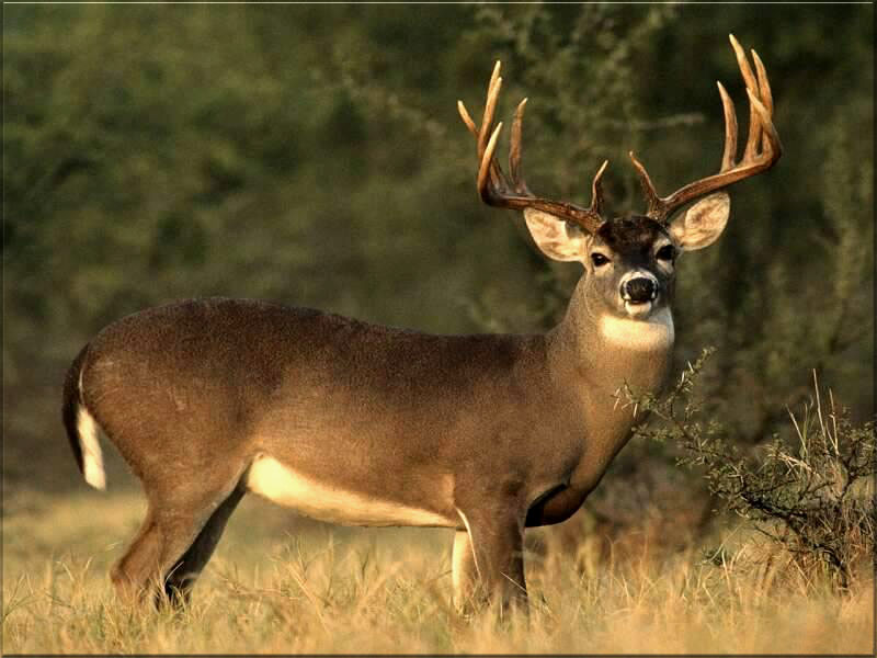 Best States for Whitetail Deer Hunting | Sweeney Feeders