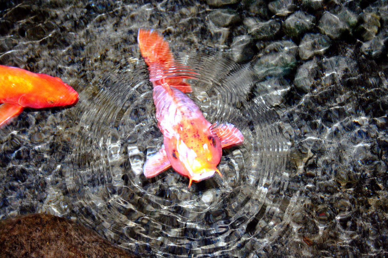 koi fish pond 2