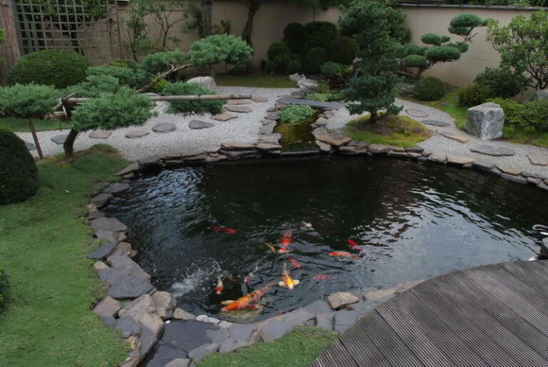 Get the Best Koi Fish Pond Tips Top Picks and Koi Feeder Tips