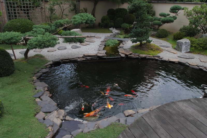 Get the Best Koi Fish Pond Tips | Top Picks and Koi Feeder Tips