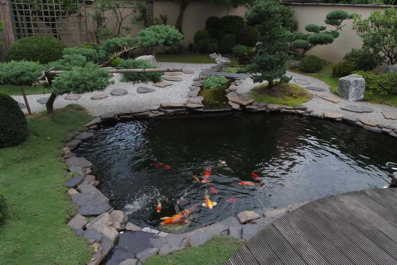 What fish do you put in a fish pond and why?