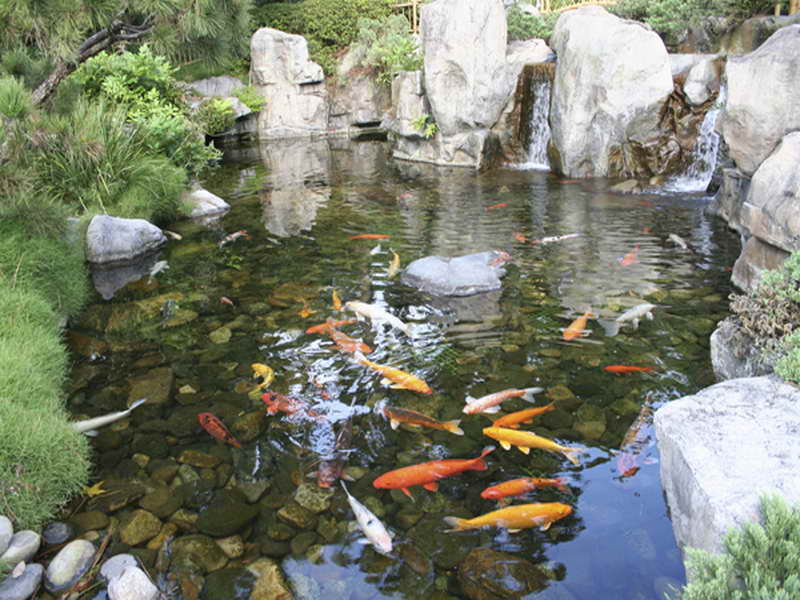 Backyard Koi Pond Designs | Sweeney Feeders