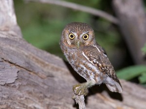 Elf Owl Photo courtesy of www.greglasley.net