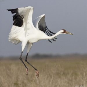 Whooping Crane Photo courtesy of focusingonwildlife.com