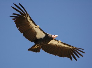 California Condor Photo courtesy of www.manataka.org