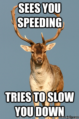 10 Best Deer Memes | Sweeney Feeders