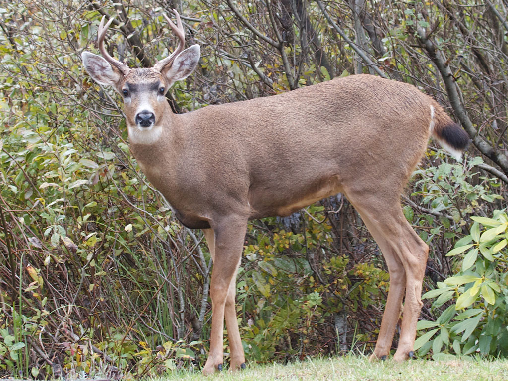 Columbian Blacktail Deer