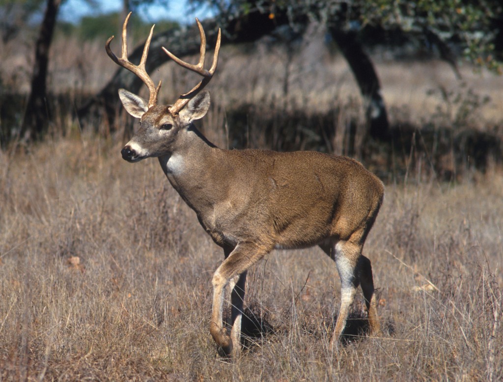 Supplemental Feeding Tips for Deer | Deer Feeding Tips in Texas