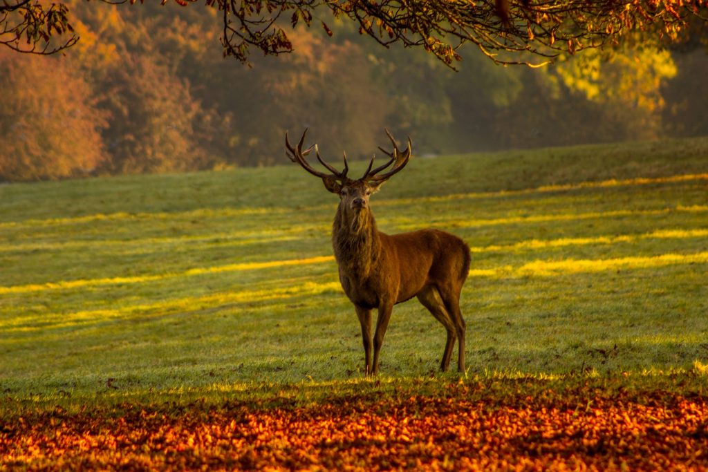 deer feeding information