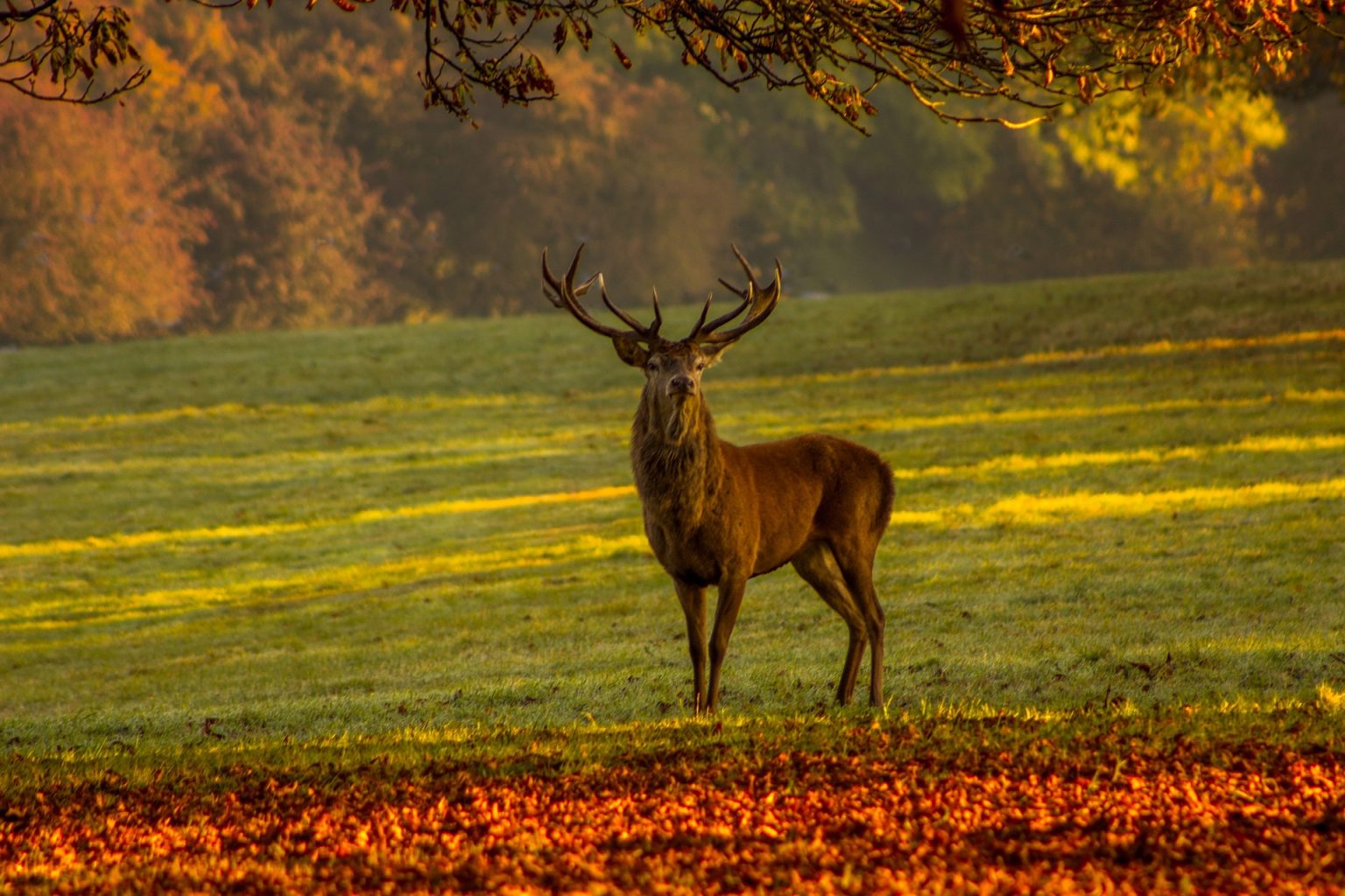 Everything You Need To Know About An Automatic Deer Feeder