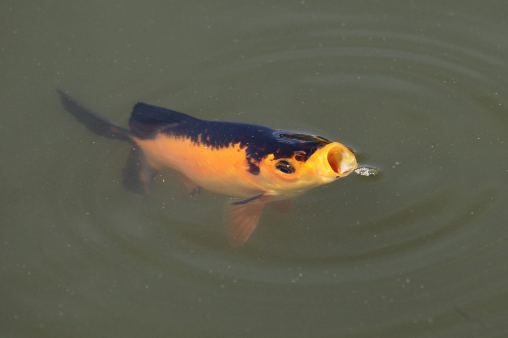 what-to-feed-pond-fish