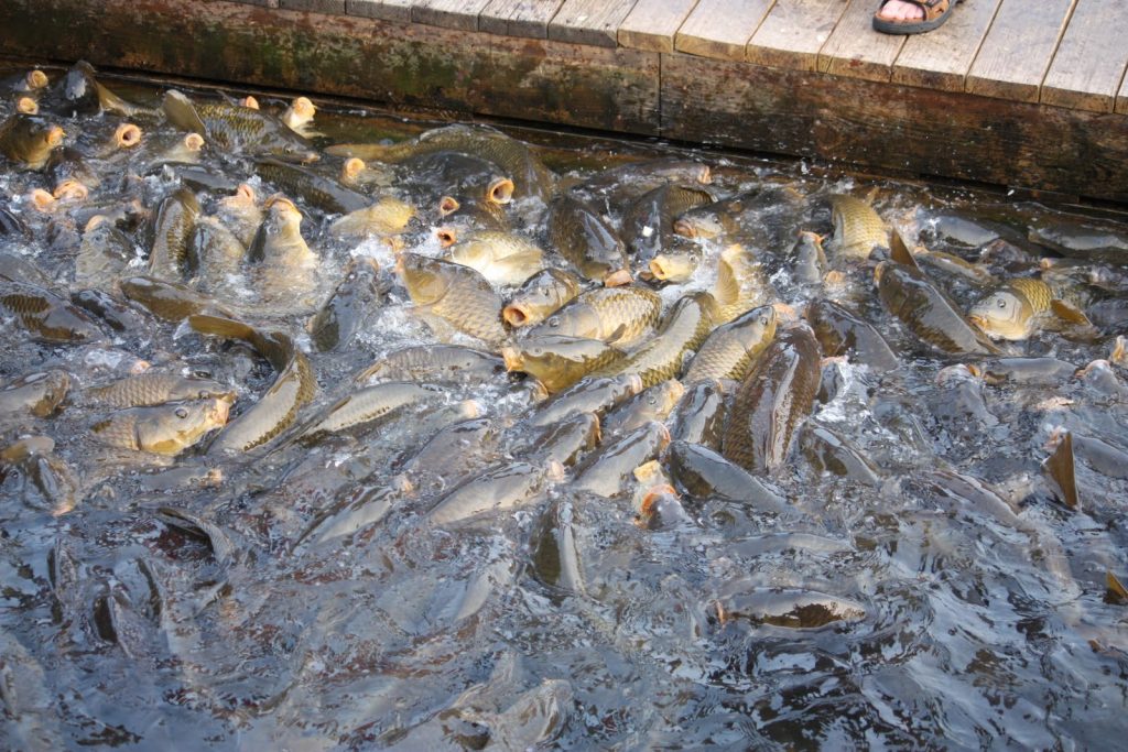 How to Grow Big Bass in a Small Pond