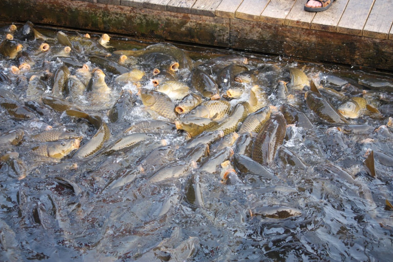 Types of fish in ponds Types of fish in ponds