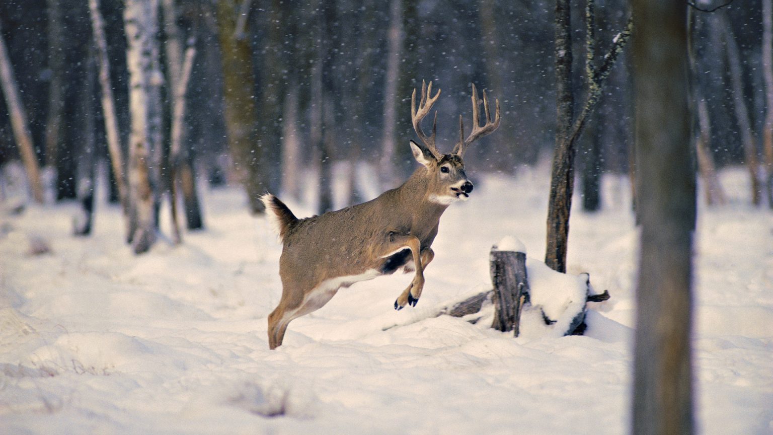 Inexpensive Way To Feed Deer Feeding Deer Corn Year Round inexpensive-way-to-feed-deer-feeding-deer-corn-year-round