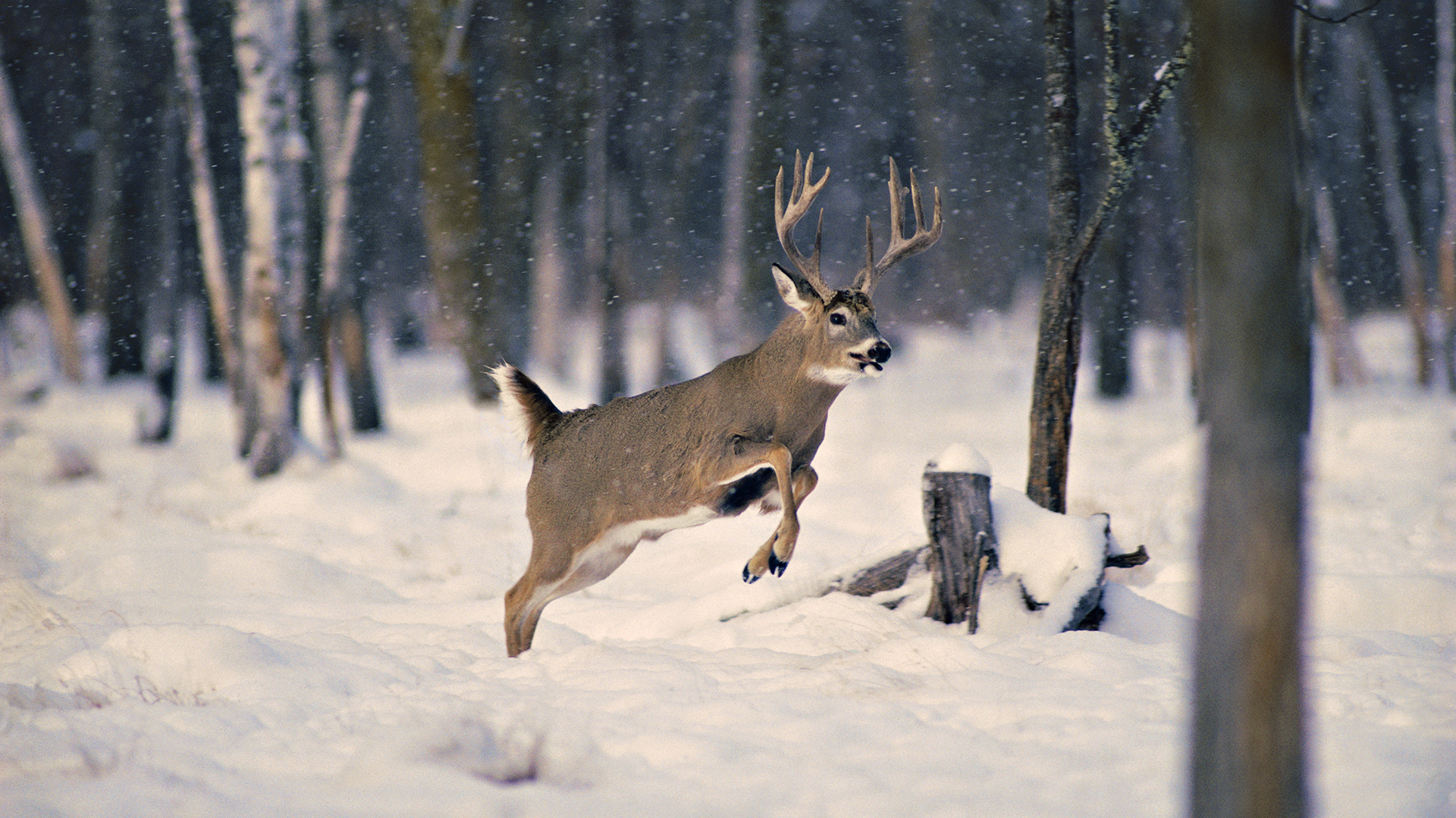 Inexpensive Way to Feed Deer – Feeding Deer Corn Year Round