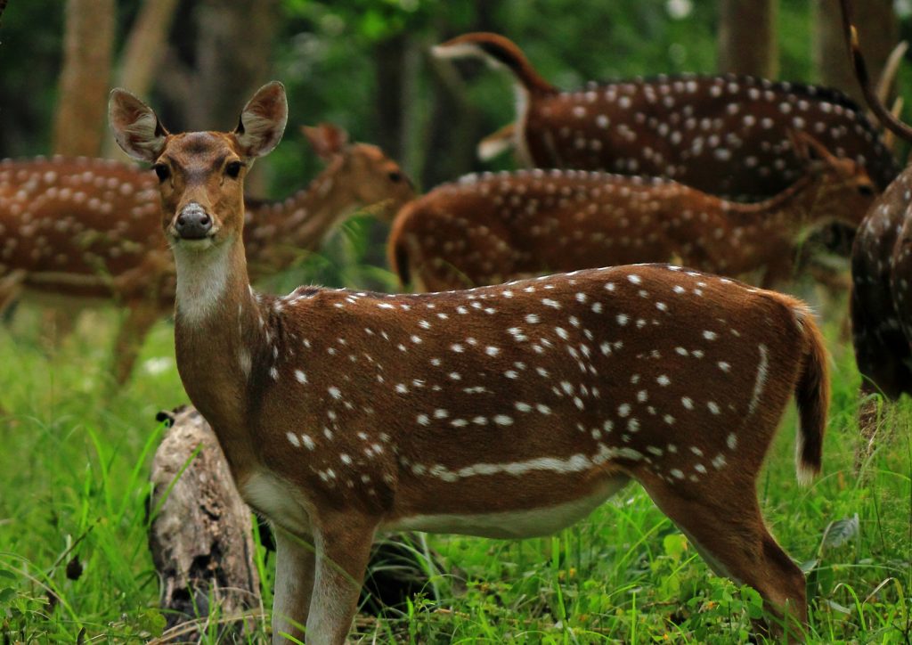 Deer Feeder Accessories - Timers - Varmint Guards - Legs