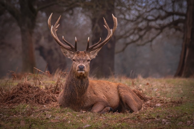 What Time of Day Are Deer Most Active?