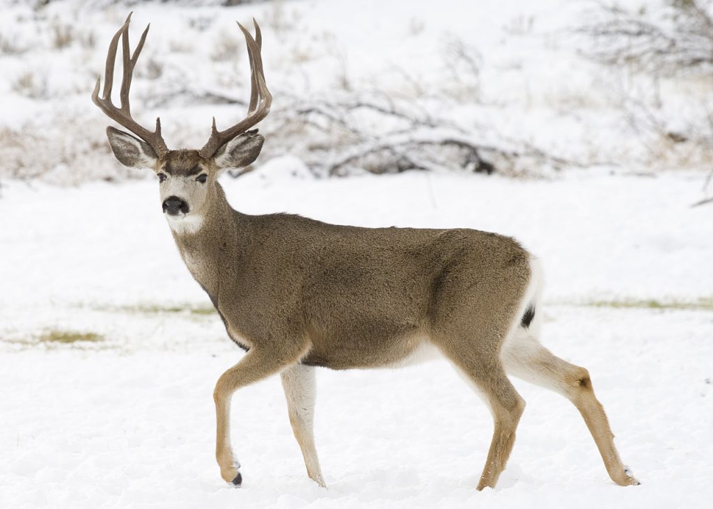 Mule Deer Buck