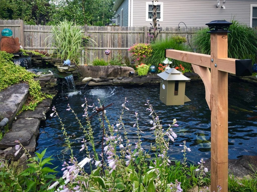 Koi Pond Feeder Advantages