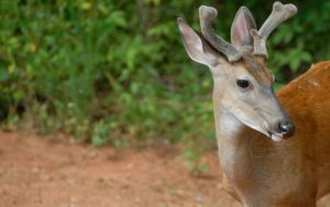 Supplemental Deer Feeding Benefits