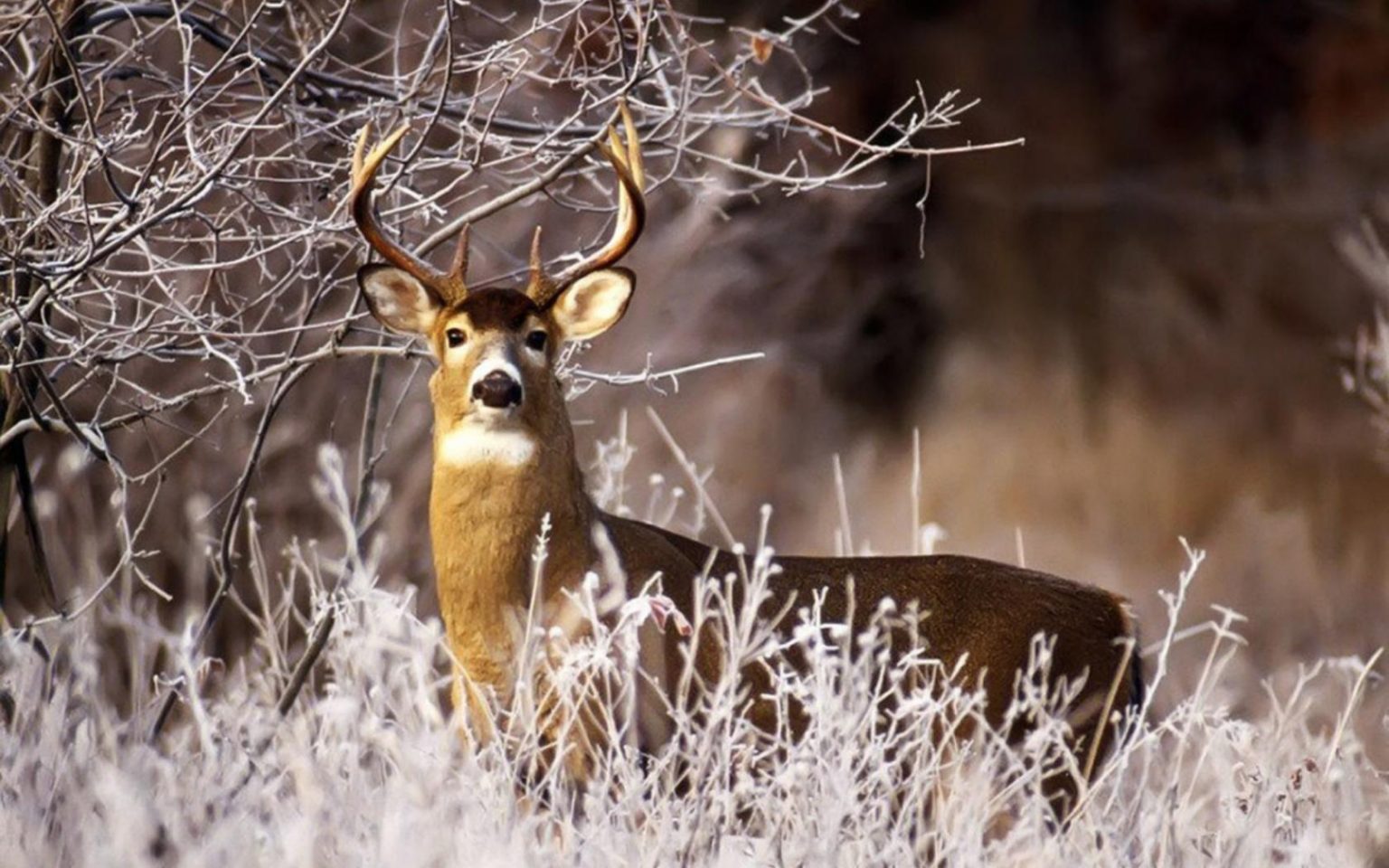 Feeding Deer During Winter And Beyond Sweeney Feeders what-is-the-best-deer-feed-pt-2-sweet-feed-vs-corn-youtube