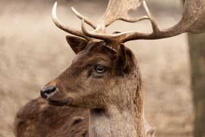 Everything You Wanted To Know About Deer