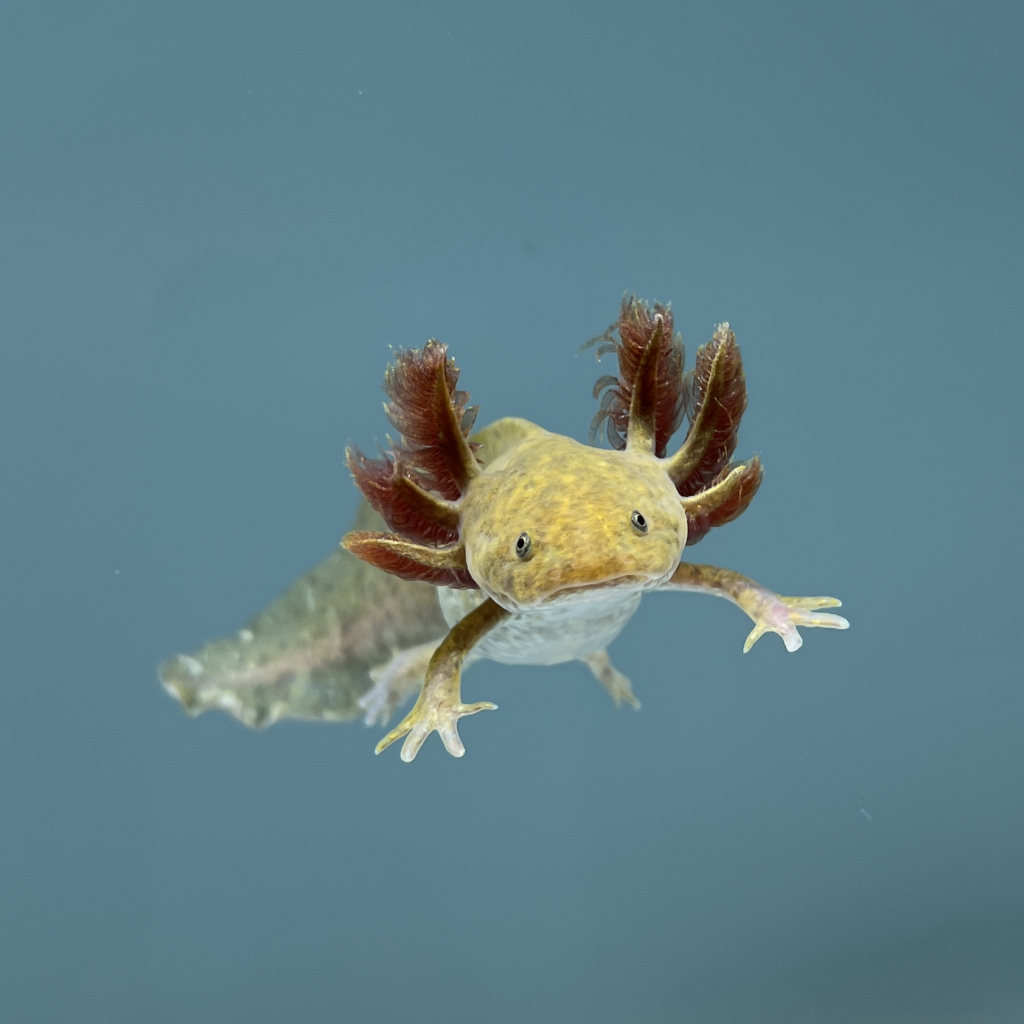 Copper Axolotl