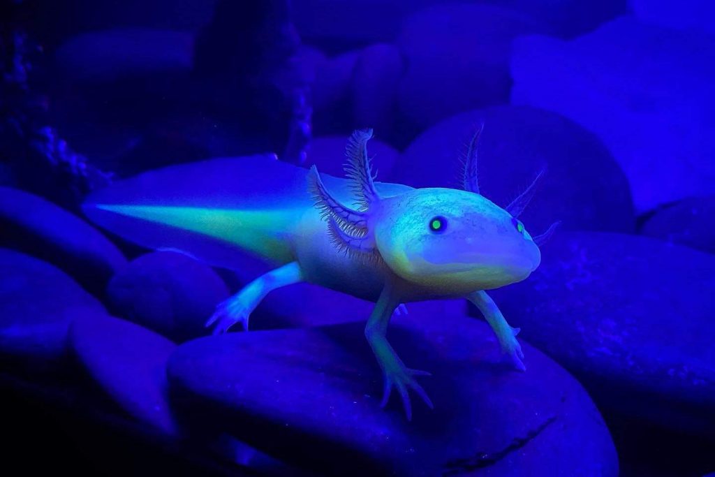 GFP Glowing Axolotl in captivity