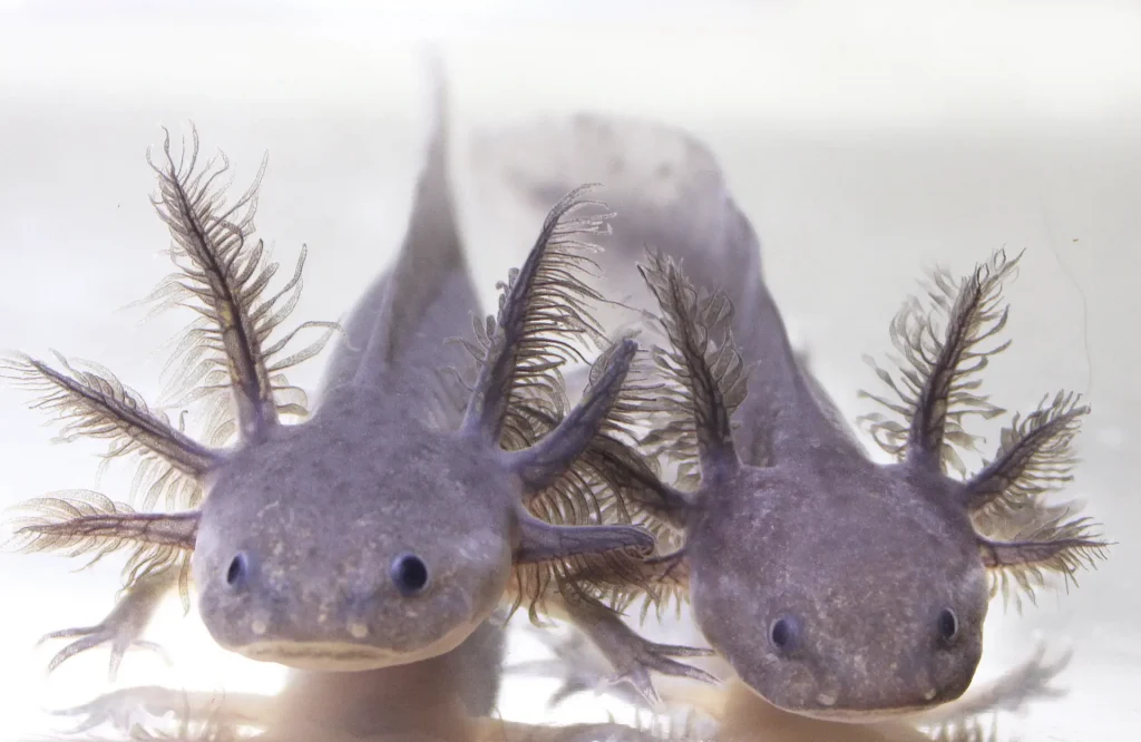 Lavender Melanoid Axolotl in captivity