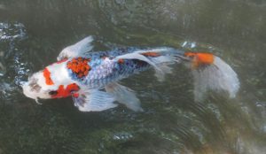 Benefits of Fish Feeders for Koi Fish