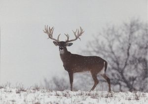 Deer Minerals - Why Are They Important