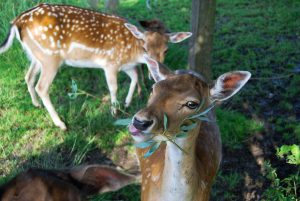 What do Deer Like to Eat?