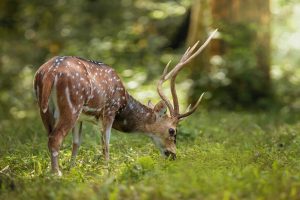 Deer Feeding Times - Tips & Tricks for Attracting More Game