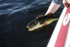 What do bass eat?