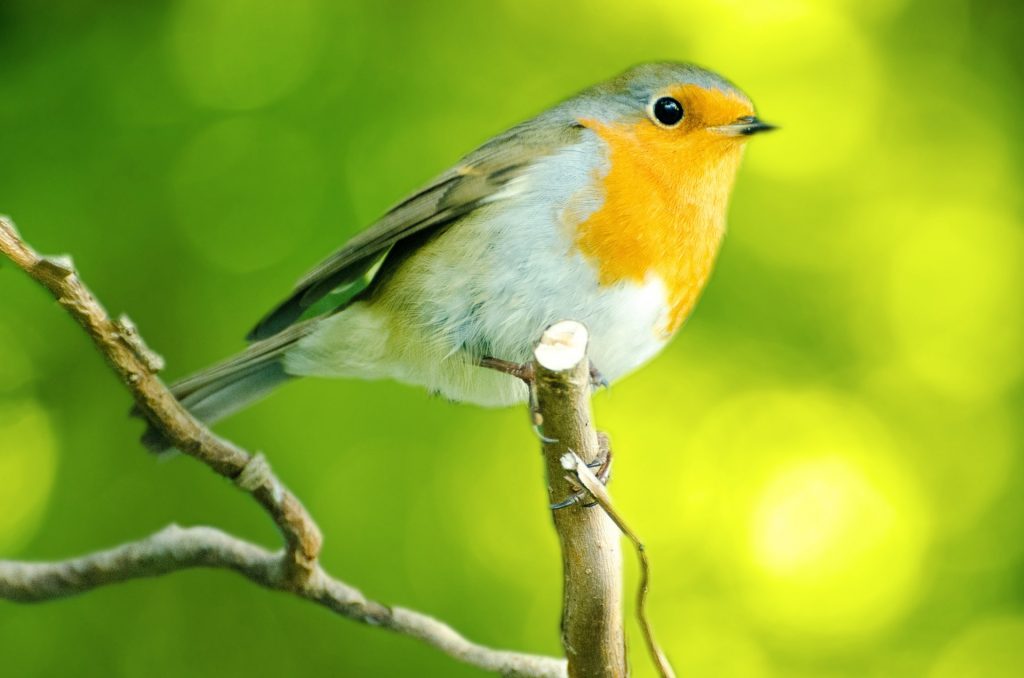 Every Bird Lover Needs a Feeder
