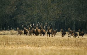 Attract Wildlife with an Animal Feeder